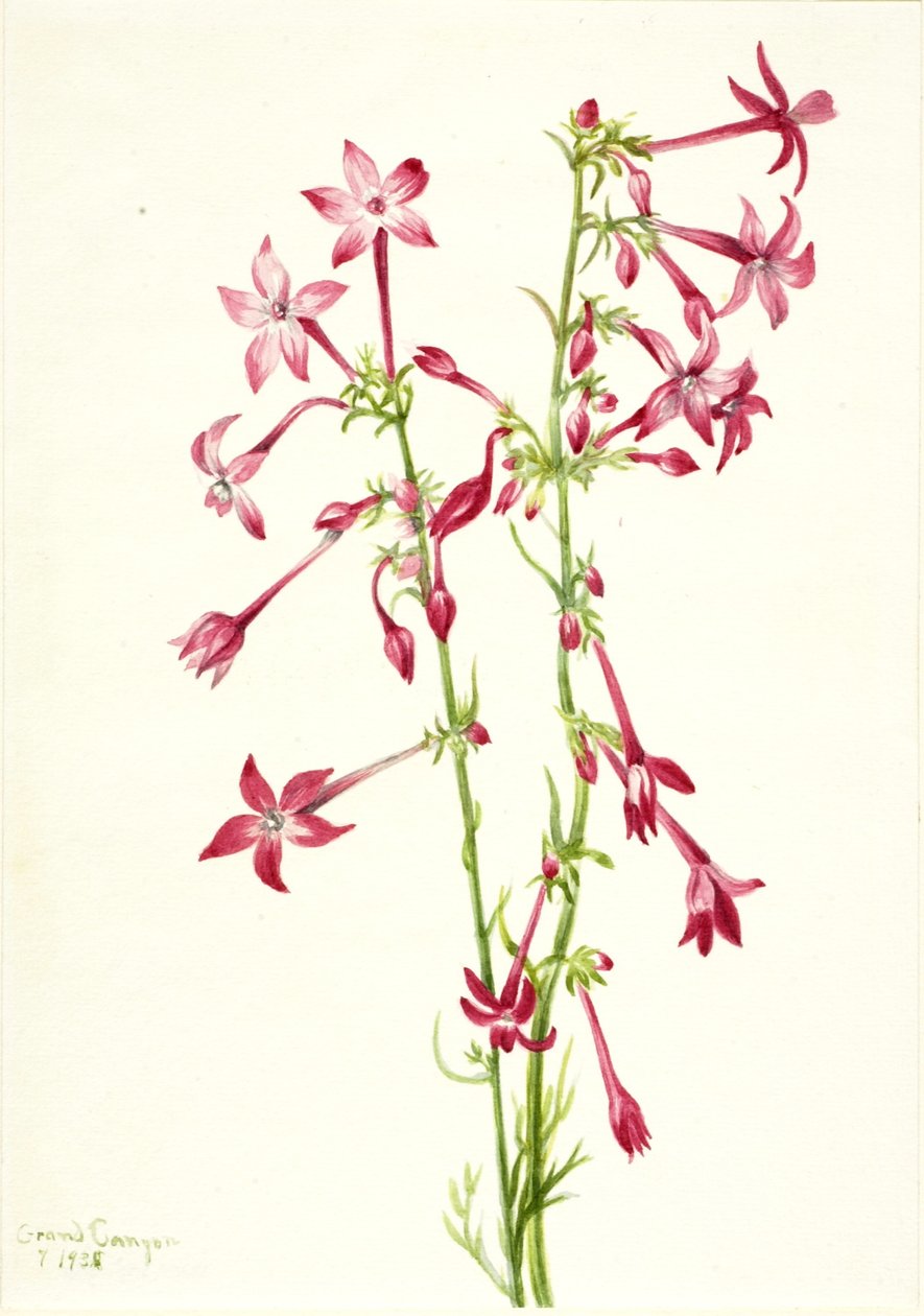 猩红姬利亚（Gilia aggregata） 作者 玛丽·沃克斯·沃尔科特