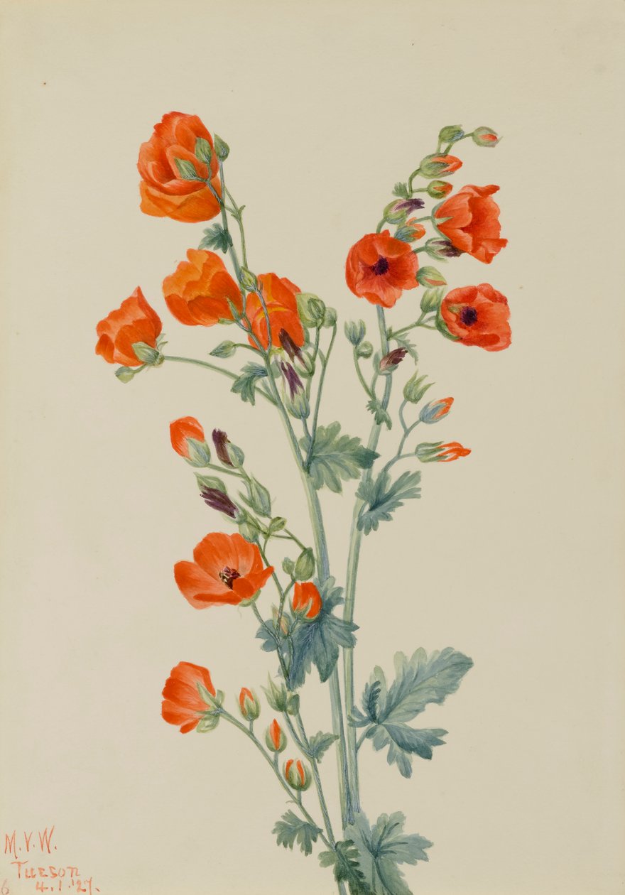 Scarlet Globe Mallow Sphaeralcea grossulariaefolia, 1927. 作者 玛丽·沃克斯·沃尔科特