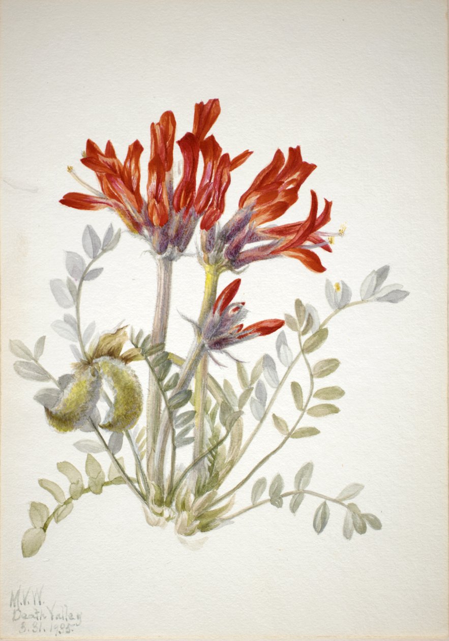 Scarlet Loco Astragalus coccineus, 1935. 作者 玛丽·沃克斯·沃尔科特