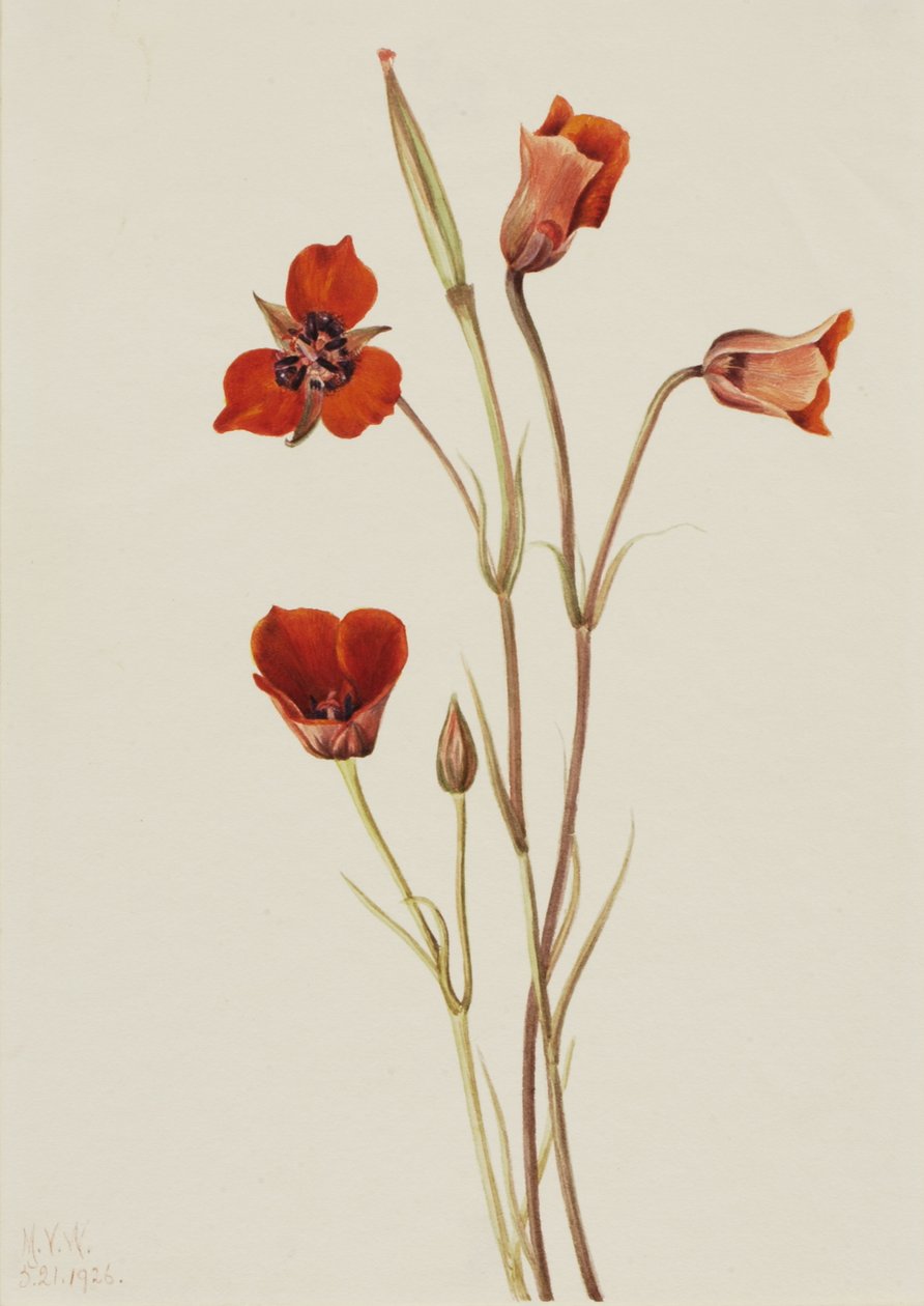 Scarlet mariposa Calochortus kennedyi, 1926. 作者 玛丽·沃克斯·沃尔科特