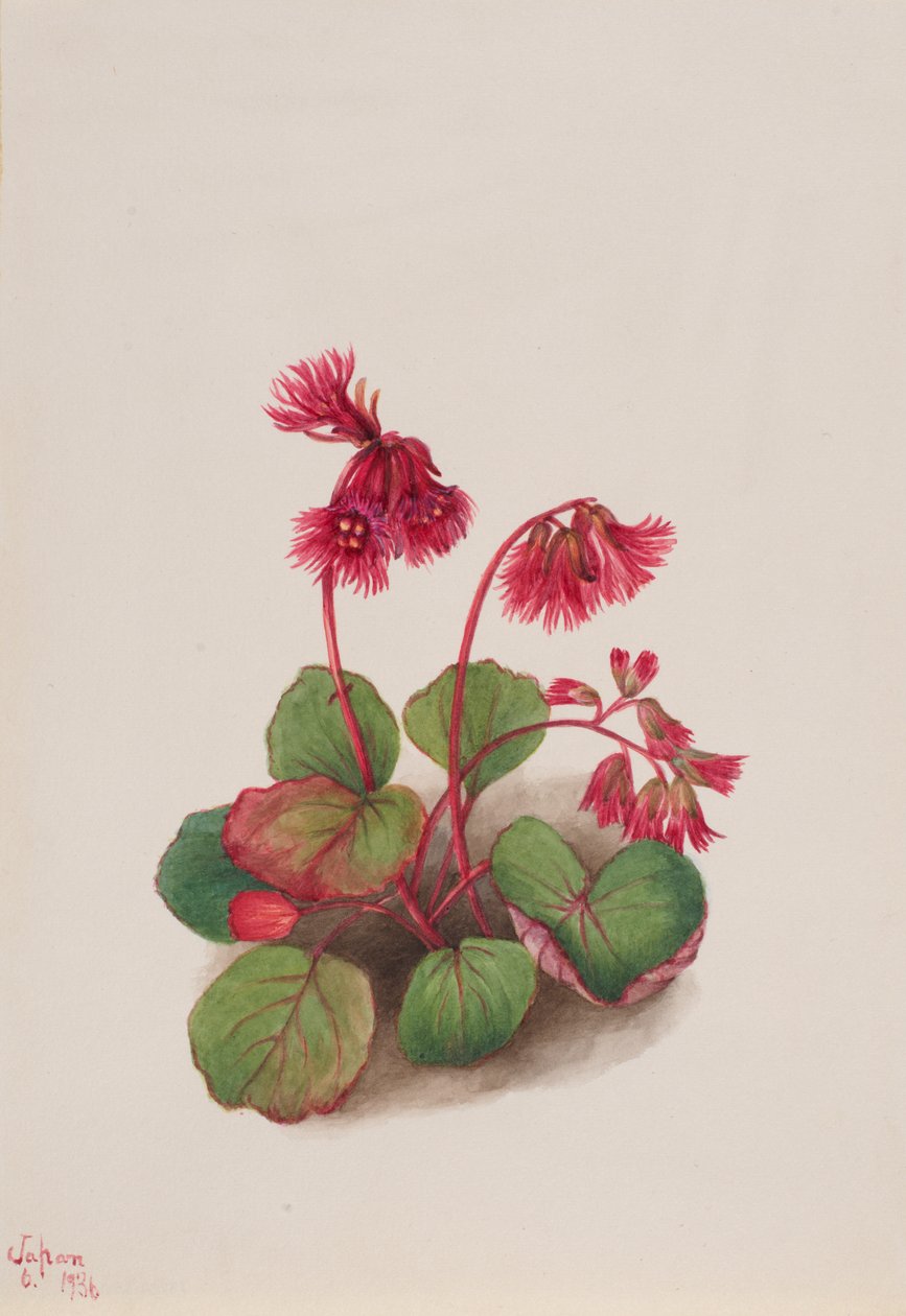 Schizocodon soldanelloides, 1936. 作者 玛丽·沃克斯·沃尔科特