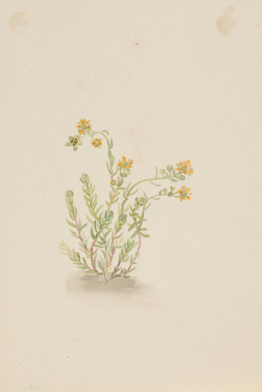 Sedum stenopetalum 作者 玛丽·沃克斯·沃尔科特