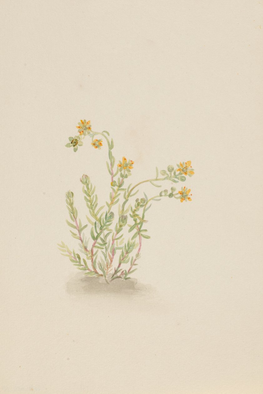 Sedum stenopetalum, c. 1917-1918. 作者 玛丽·沃克斯·沃尔科特