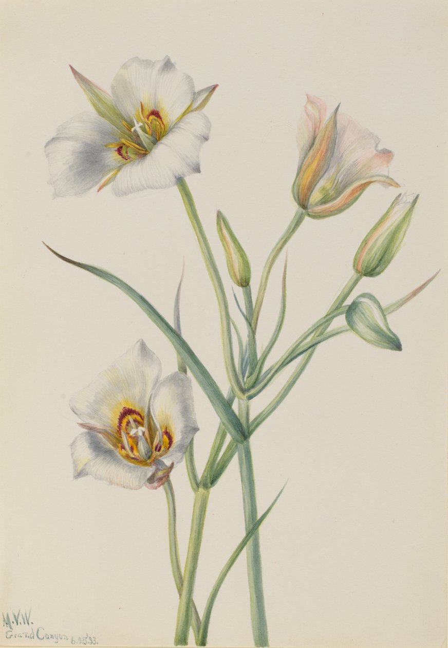 西哥百合（Calochortus nuttallii） 作者 玛丽·沃克斯·沃尔科特