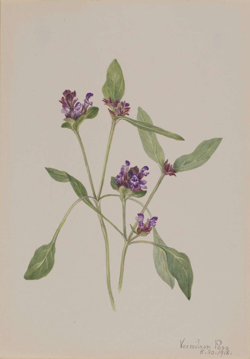 自愈（Prunella vulgaris） 作者 玛丽·沃克斯·沃尔科特