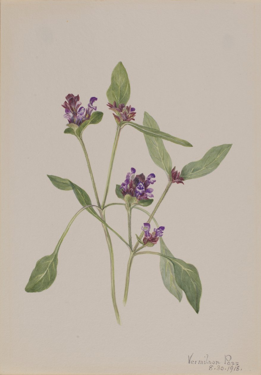自愈 Prunella vulgaris, 1918. 作者 玛丽·沃克斯·沃尔科特
