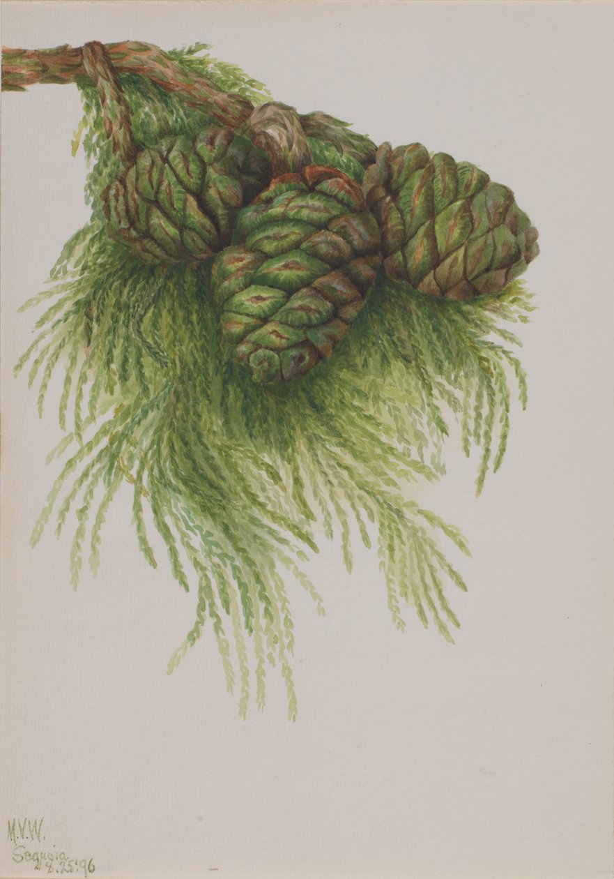红杉 Sequoia gigantea, 1896. 作者 玛丽·沃克斯·沃尔科特