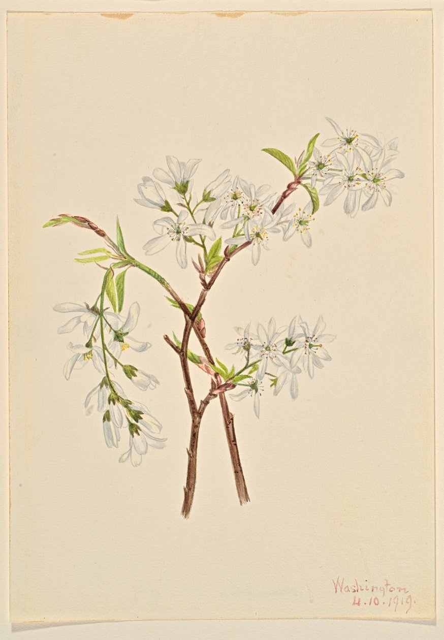 浒苔 (Amelianchier oblongifolia) 作者 玛丽·沃克斯·沃尔科特