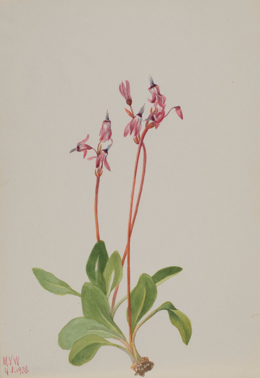 流星（Dodecatheon hendersonii） 作者 玛丽·沃克斯·沃尔科特