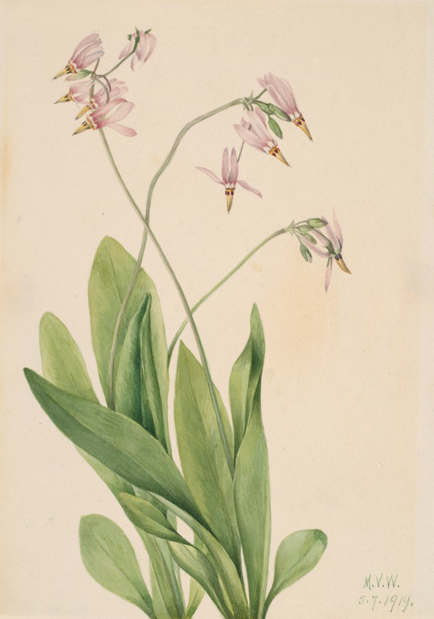 Shooting Star Dodecatheon meadia, 1919. 作者 玛丽·沃克斯·沃尔科特