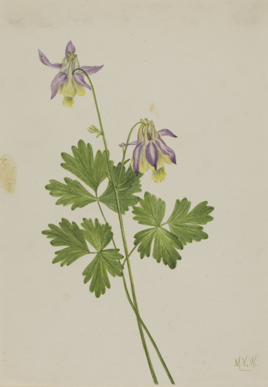 短裤哥伦布（Aquilegia brevistyla） 作者 玛丽·沃克斯·沃尔科特
