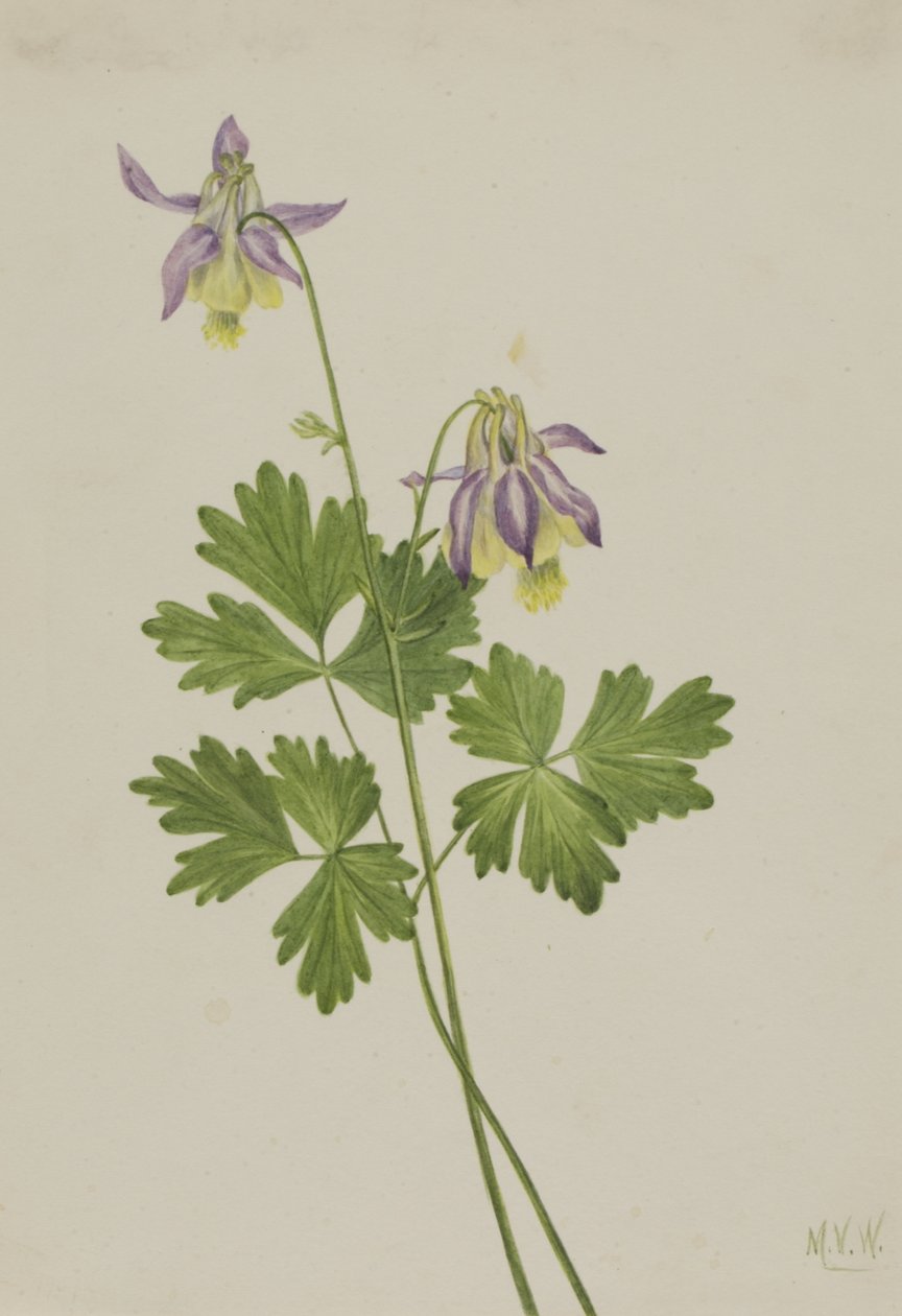 Shortspur Columbine Aquilegia brevistyla, 1907. 作者 玛丽·沃克斯·沃尔科特