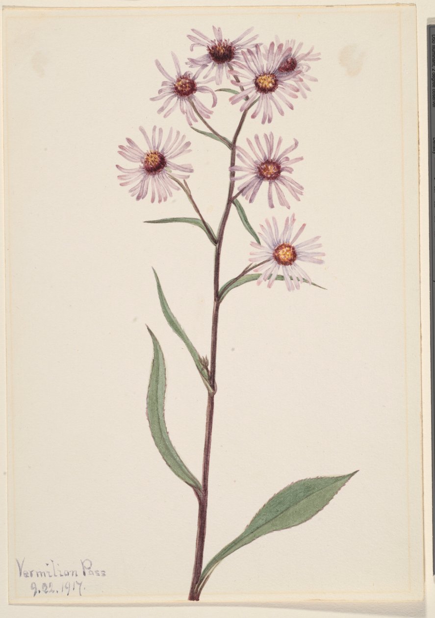 翠菊（Aster conspicuus） 作者 玛丽·沃克斯·沃尔科特