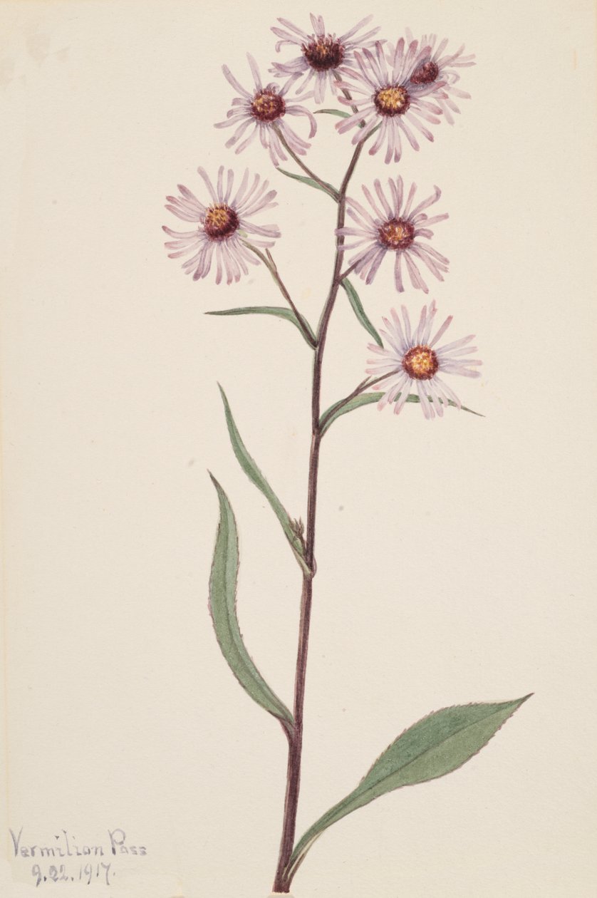 Showy Aster Aster conspicuus, 1917. 作者 玛丽·沃克斯·沃尔科特