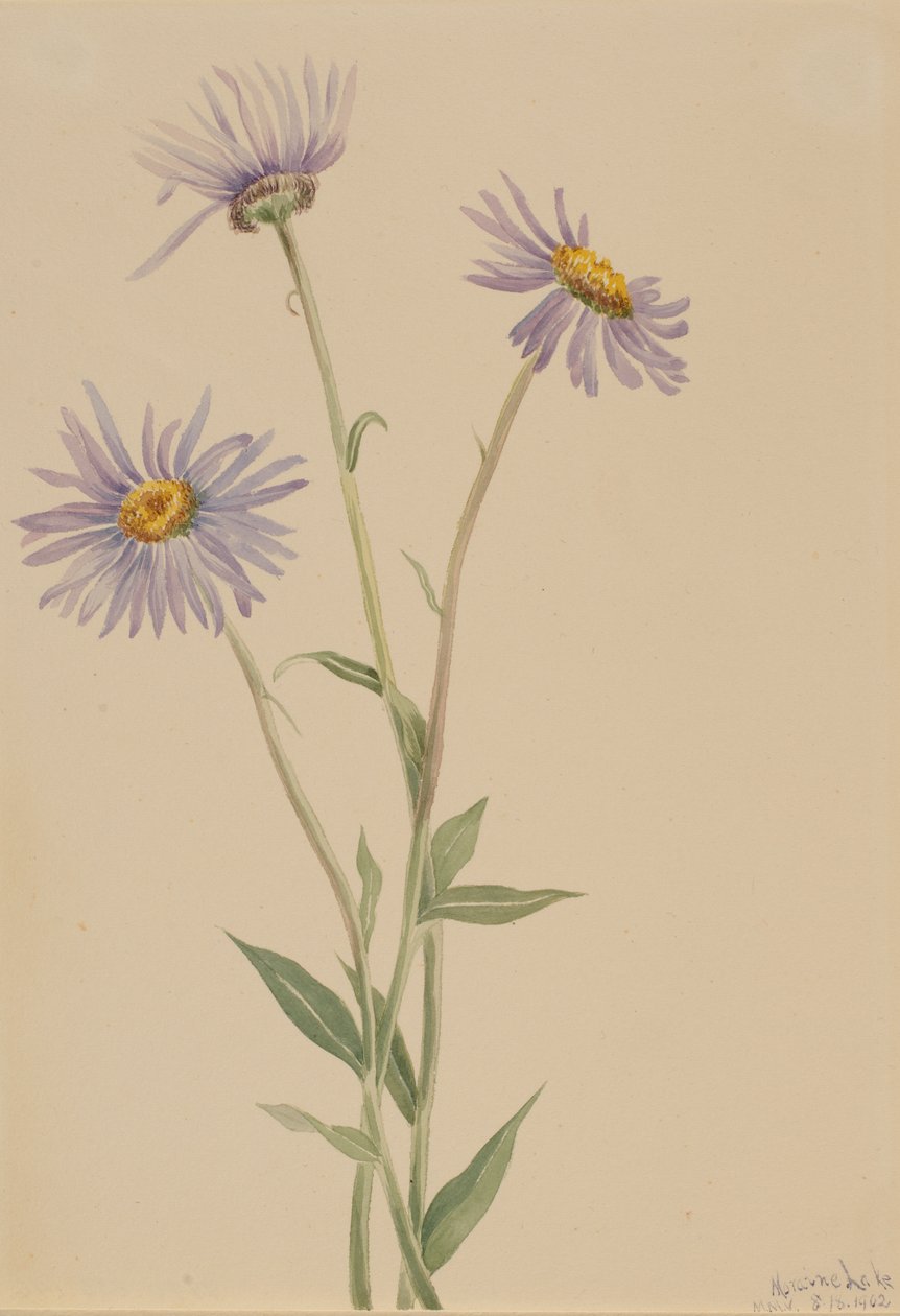 绣线菊（Erigeron salsuginosus） 作者 玛丽·沃克斯·沃尔科特
