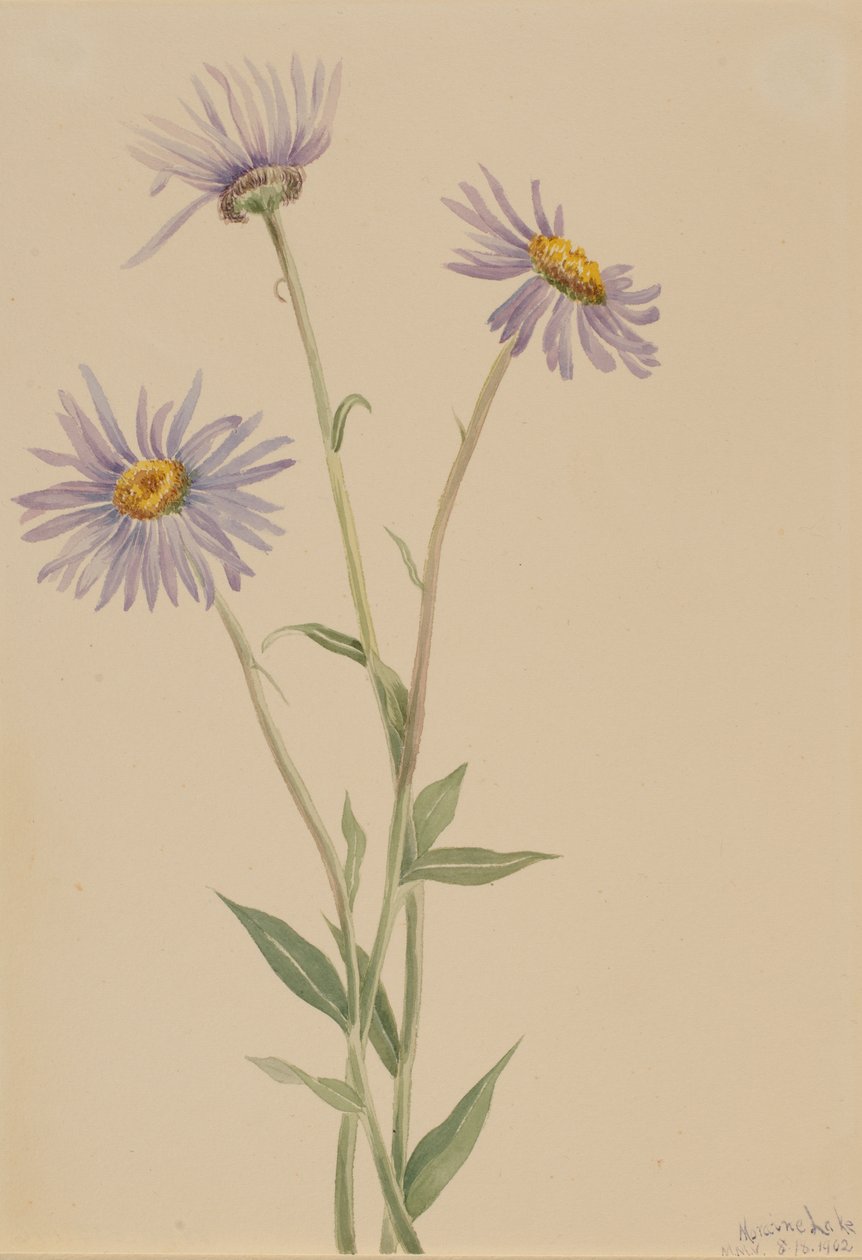 Showy Fleabane Erigeron salsuginosus, 1902. 作者 玛丽·沃克斯·沃尔科特