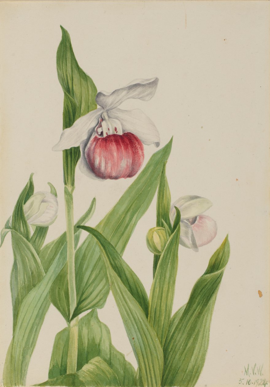 艳丽的夫人的拖鞋 Cypripedium reginae, 1924. 作者 玛丽·沃克斯·沃尔科特
