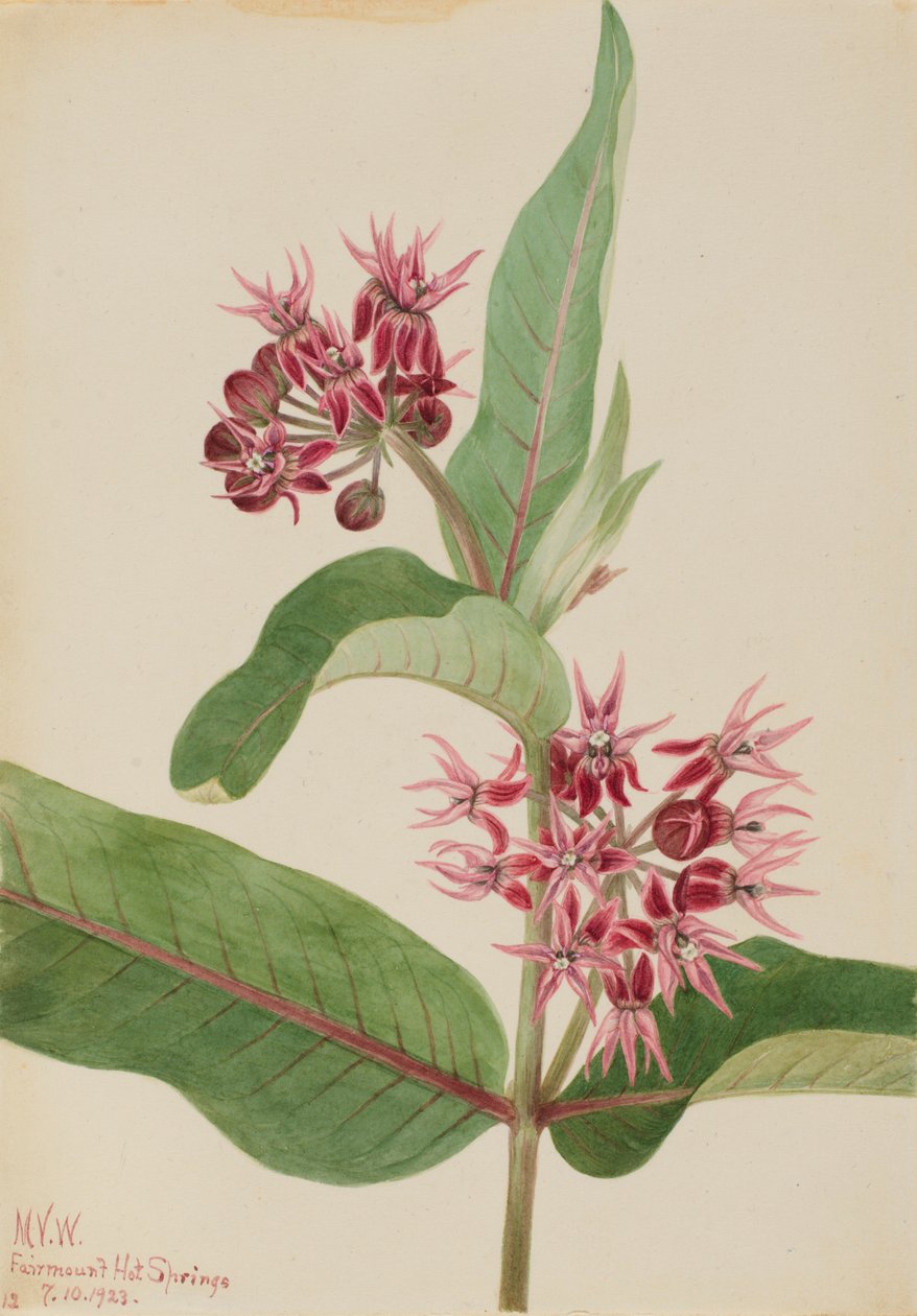 艳丽乳草（Asclepias speciosa） 作者 玛丽·沃克斯·沃尔科特