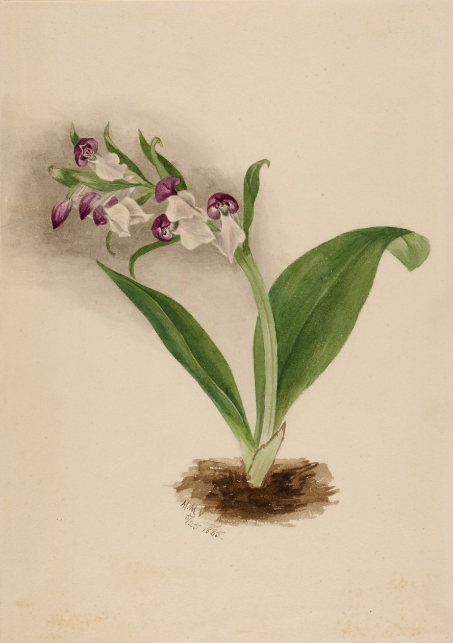 艳丽兰花（Orchis spectabilis） 作者 玛丽·沃克斯·沃尔科特