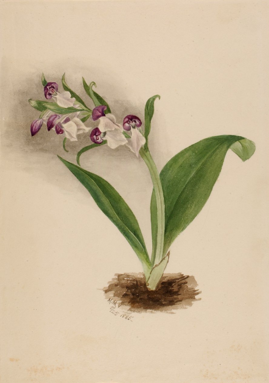 艳丽的兰花 Orchis spectabilis, 1885. 作者 玛丽·沃克斯·沃尔科特