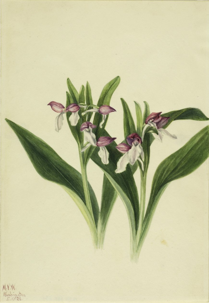 艳兰（Orchis spectabilis） 作者 玛丽·沃克斯·沃尔科特