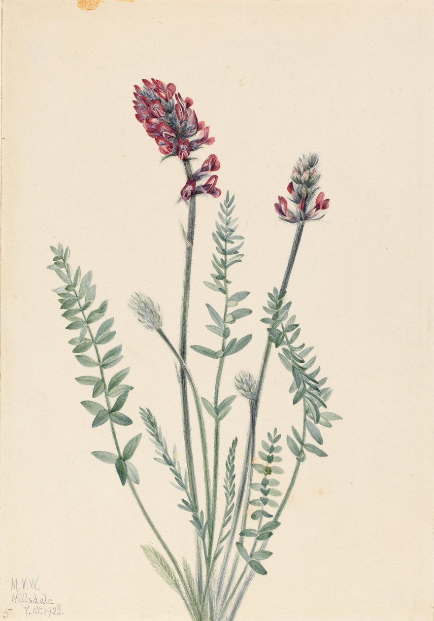 绣线菊（Oxytropis splendens） 作者 玛丽·沃克斯·沃尔科特