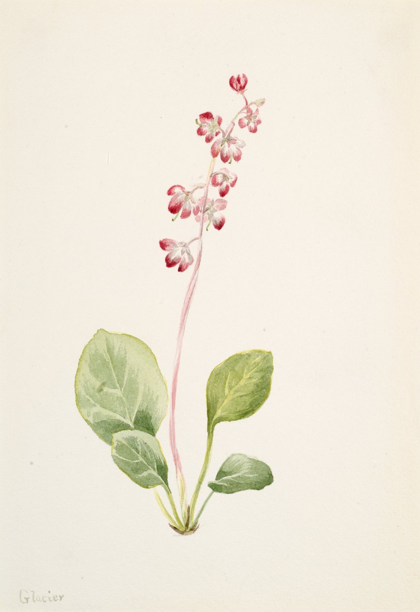 Showy Pyrolla Pyrola asarifolia, ca. 1903. 作者 玛丽·沃克斯·沃尔科特