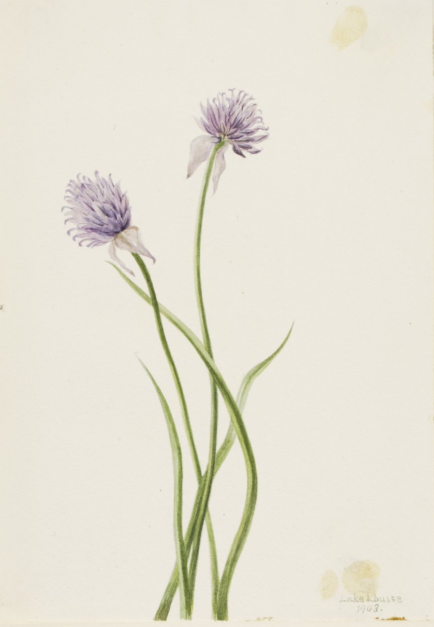西伯利亚洋葱（Allium sibericum） 作者 玛丽·沃克斯·沃尔科特