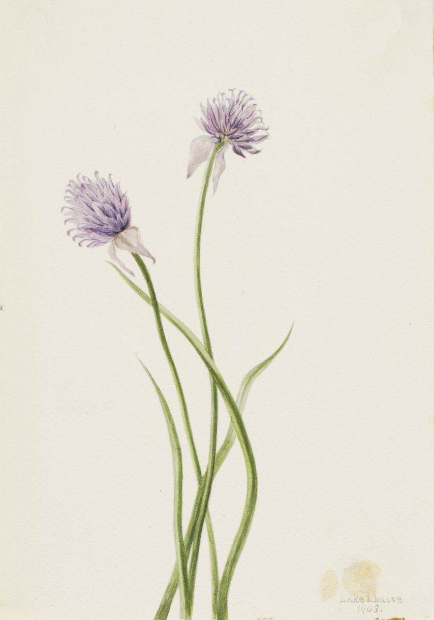 西伯利亚洋葱 Allium sibericum, 1903. 作者 玛丽·沃克斯·沃尔科特