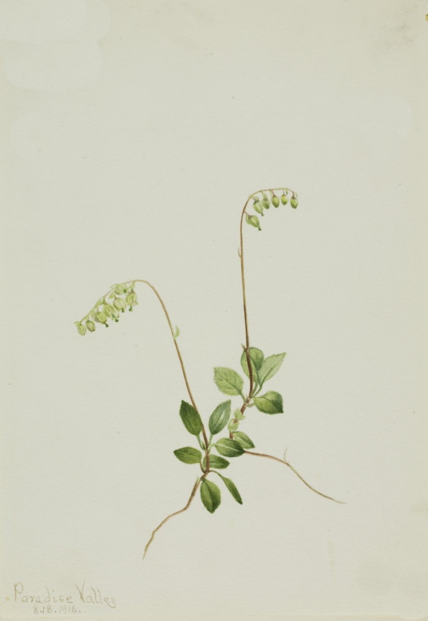 Sidebells Pyrola Pyrola secunda, 1916. 作者 玛丽·沃克斯·沃尔科特