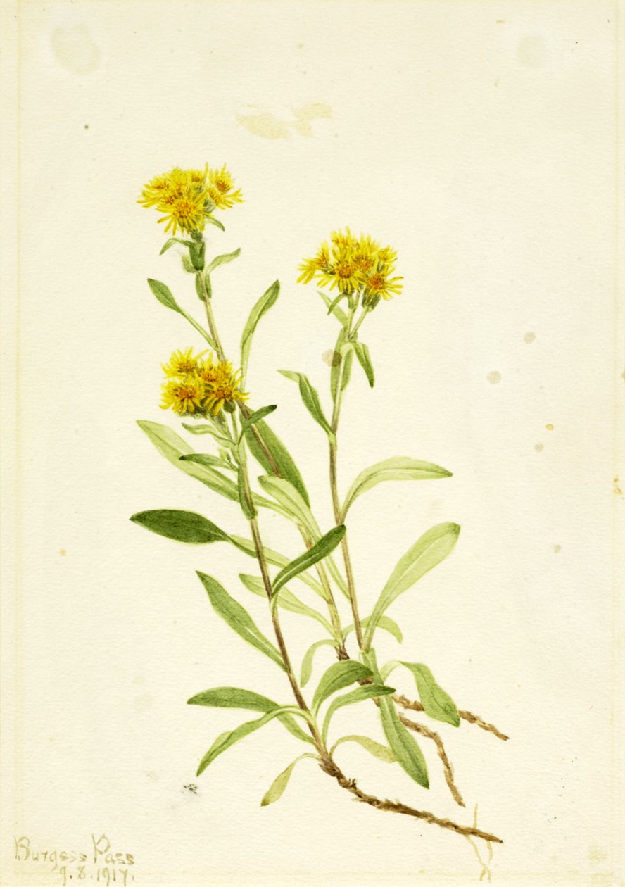Sidesaddle Goldenrod，1917年。 作者 玛丽·沃克斯·沃尔科特