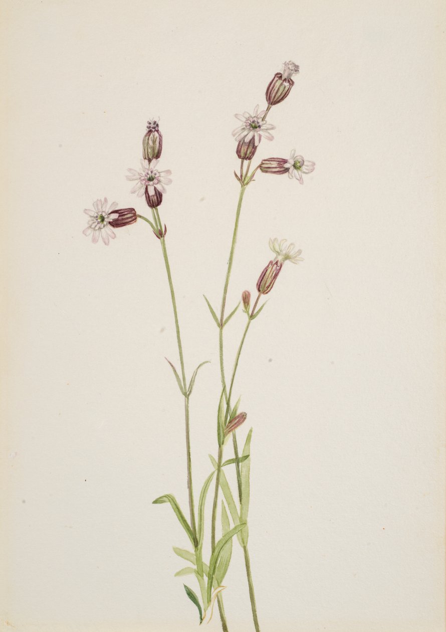 Silene multicaulis，约1900-1920。 作者 玛丽·沃克斯·沃尔科特