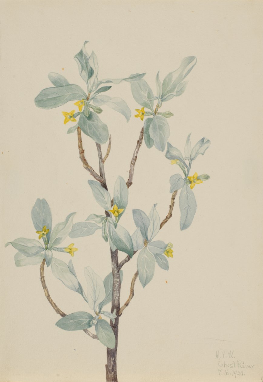 银莓（Elaeagnus commutata） 作者 玛丽·沃克斯·沃尔科特