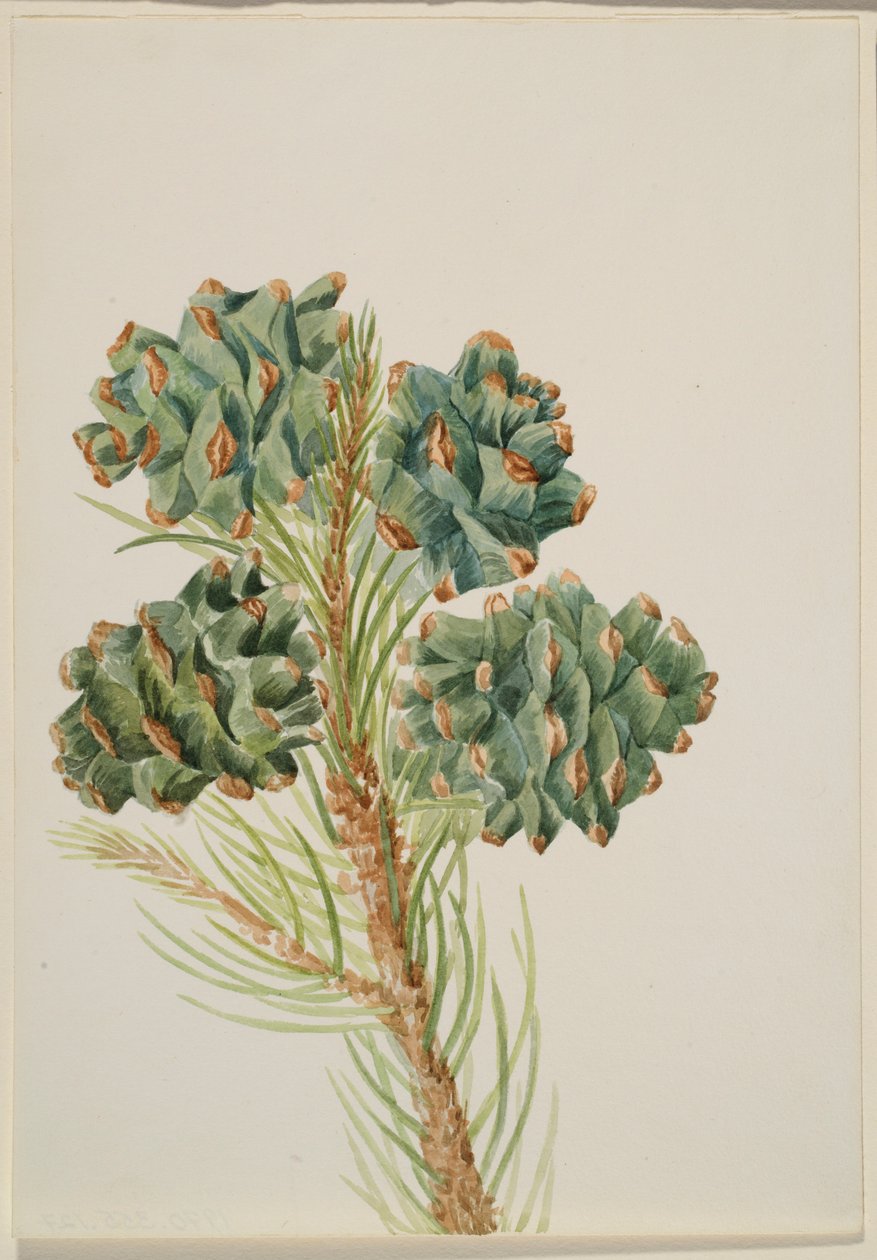 单叶松（Pinus monophylla） 作者 玛丽·沃克斯·沃尔科特