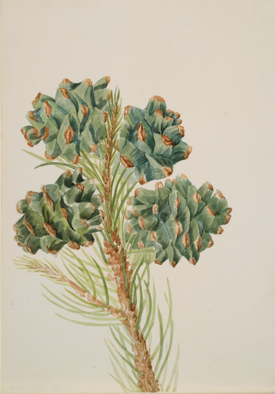 单叶松 Pinus monophylla, 约1930年代。 作者 玛丽·沃克斯·沃尔科特