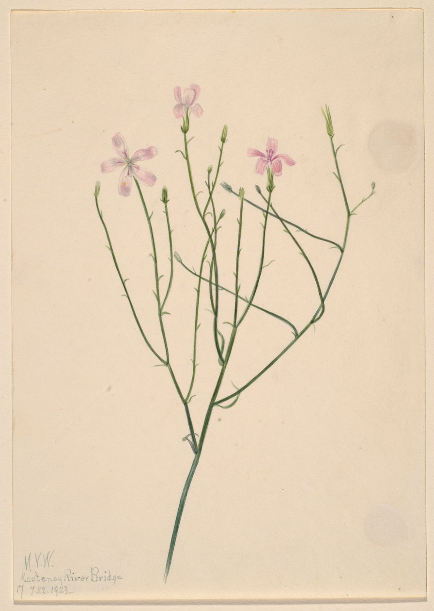 骷髅花（Lygodesmia juncea） 作者 玛丽·沃克斯·沃尔科特