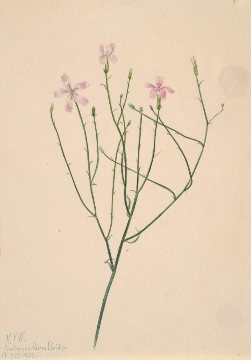 骨架花 Lygodesmia juncea, 1923. 作者 玛丽·沃克斯·沃尔科特