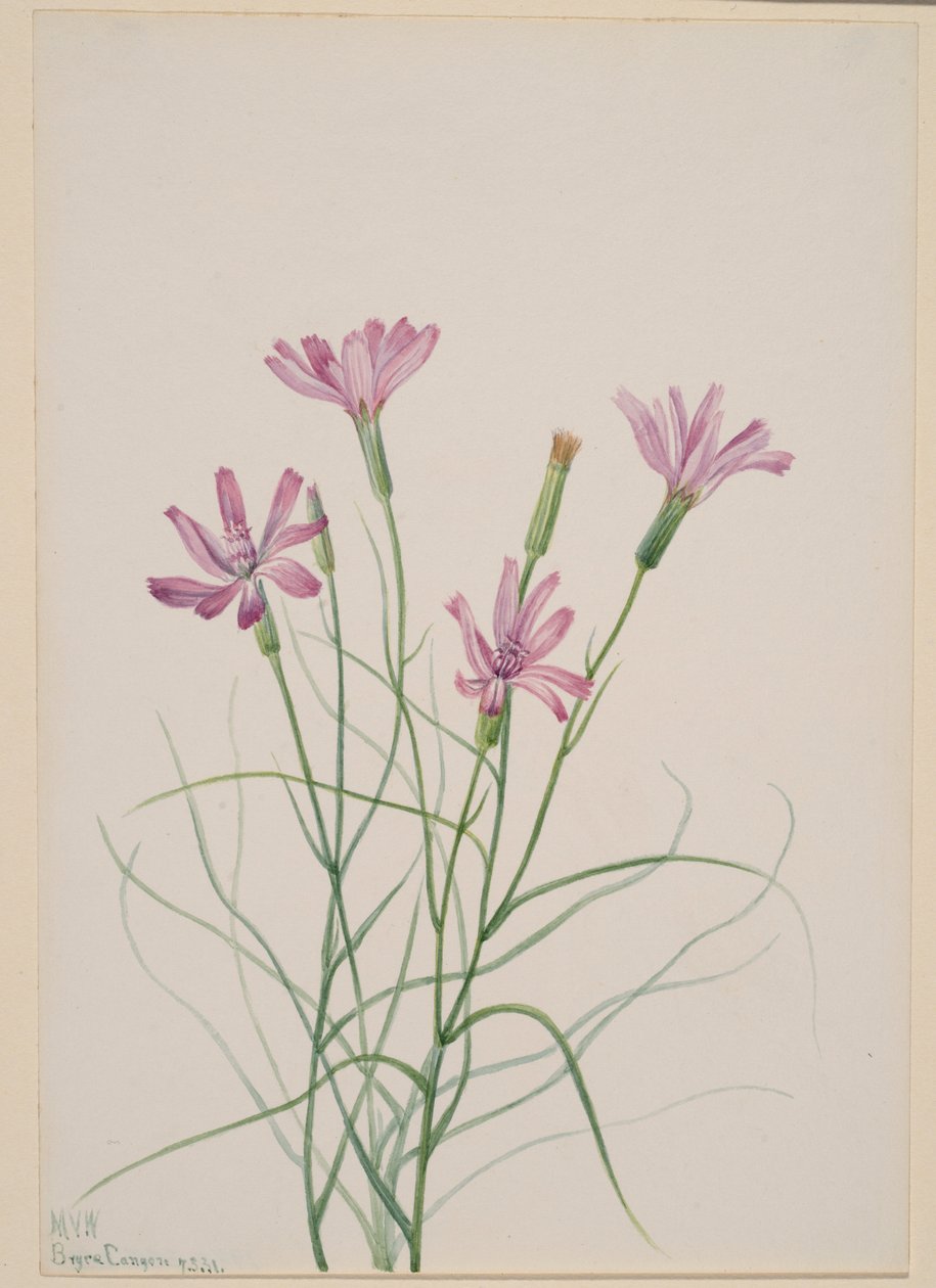 骷髅草（Lygodesmia grandiflora） 作者 玛丽·沃克斯·沃尔科特