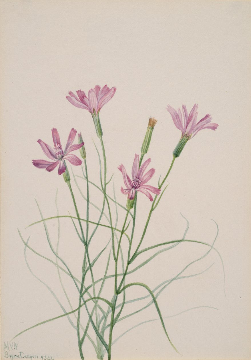 骷髅草 Lygodesmia grandiflora, 1931. 作者 玛丽·沃克斯·沃尔科特