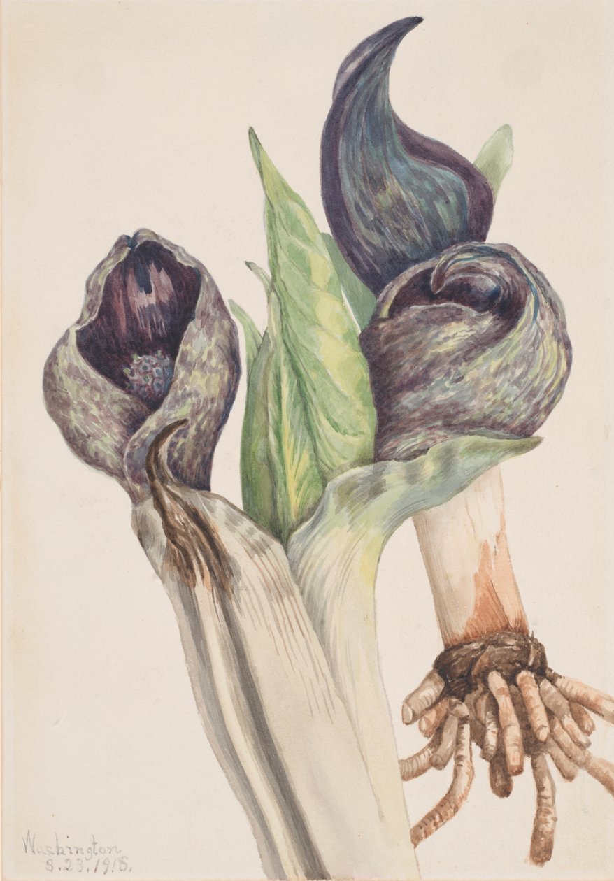Skunk Cabbage Spathyema foetida, 1918. 作者 玛丽·沃克斯·沃尔科特