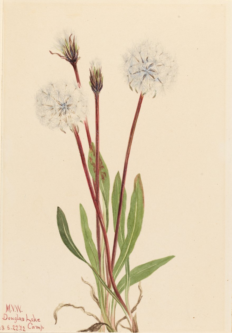 纤细阿戈塞尔草（Agoseris gracilens） 作者 玛丽·沃克斯·沃尔科特