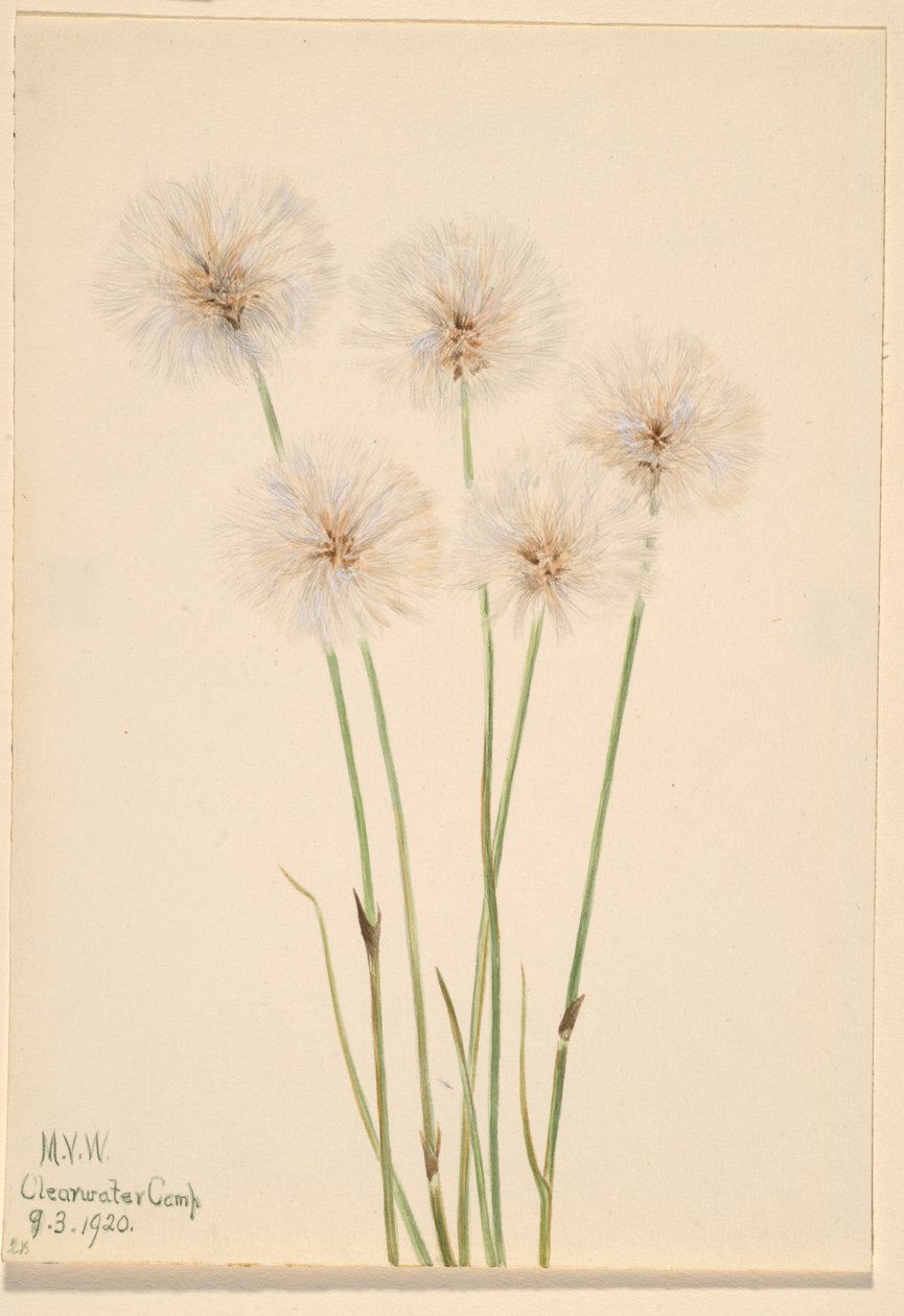 细棉草（Eriophorum chamissonis） 作者 玛丽·沃克斯·沃尔科特
