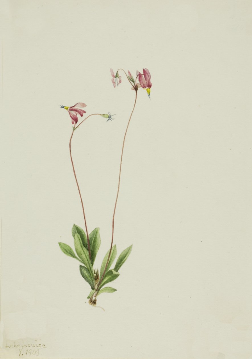 纤细的射击之星 Dodecatheon pauciflorum, 1909. 作者 玛丽·沃克斯·沃尔科特