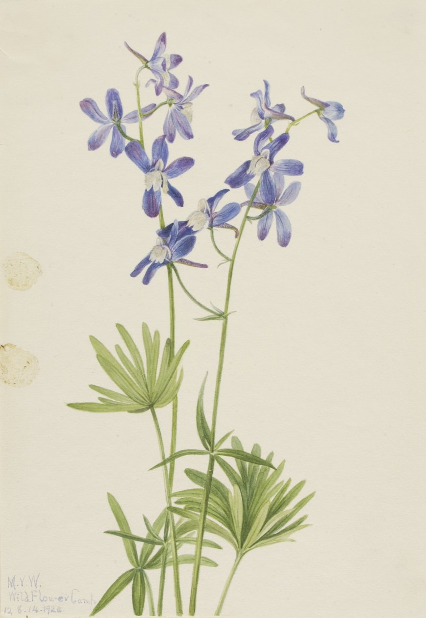 纤细飞燕草（Delphinium depauperatum） 作者 玛丽·沃克斯·沃尔科特