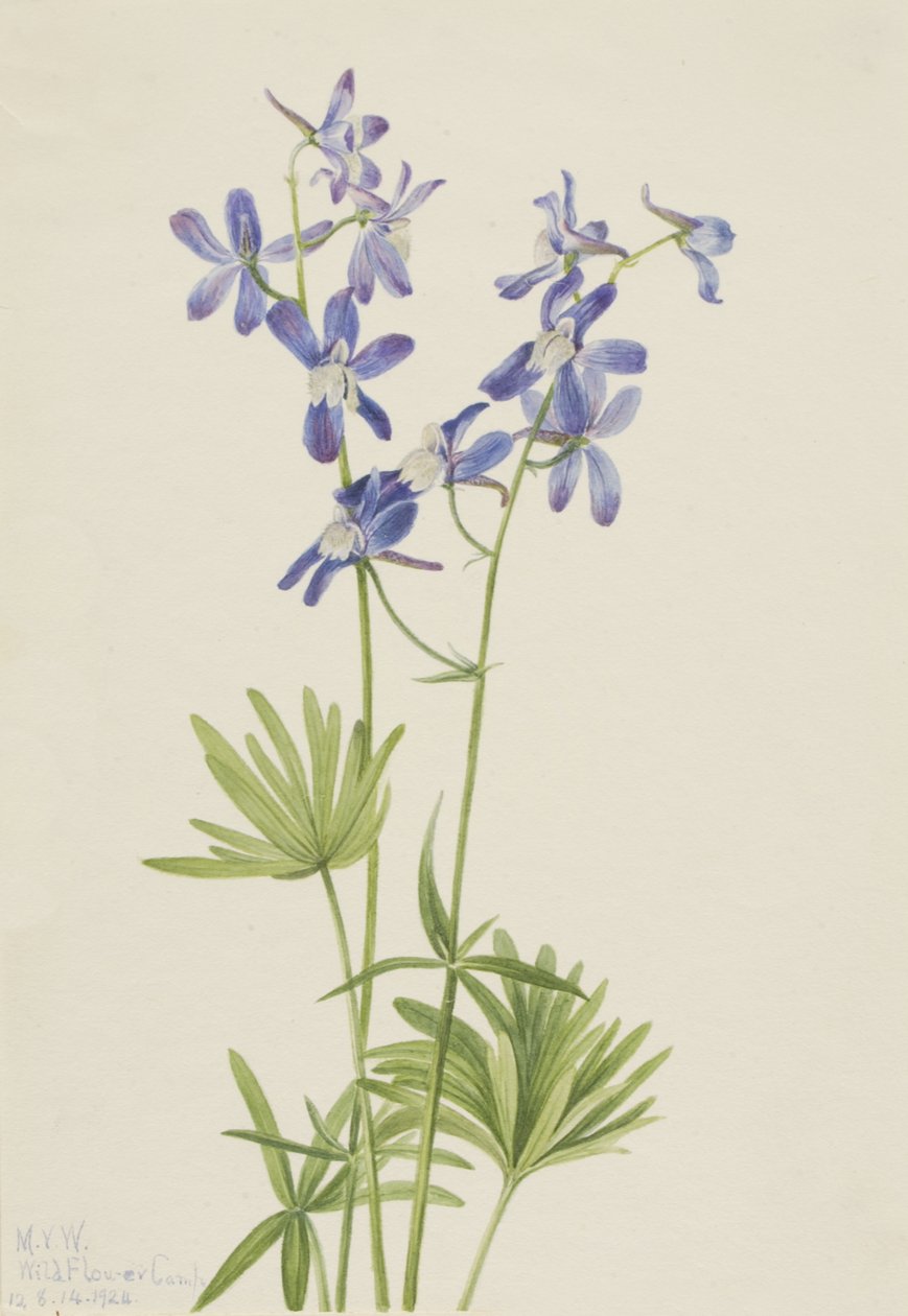 Slim Larkspur Delphinium depauperatum, 1924. 作者 玛丽·沃克斯·沃尔科特