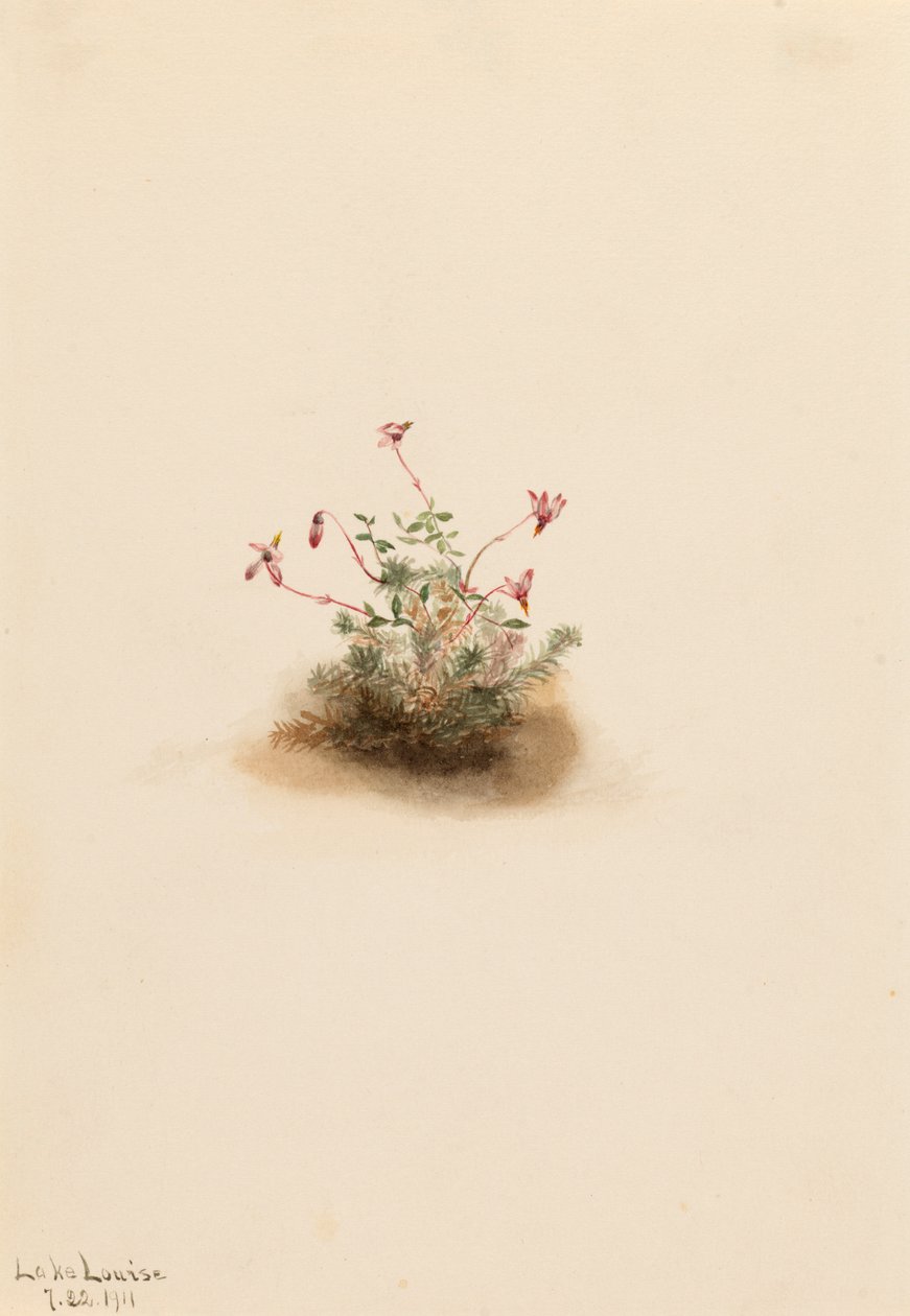 小红莓 Oxycoccus palustris, 1911. 作者 玛丽·沃克斯·沃尔科特