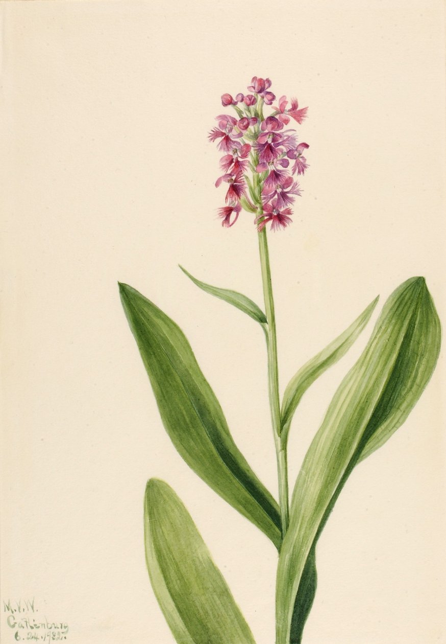 小紫穗兰（Habenaria psychodes） 作者 玛丽·沃克斯·沃尔科特