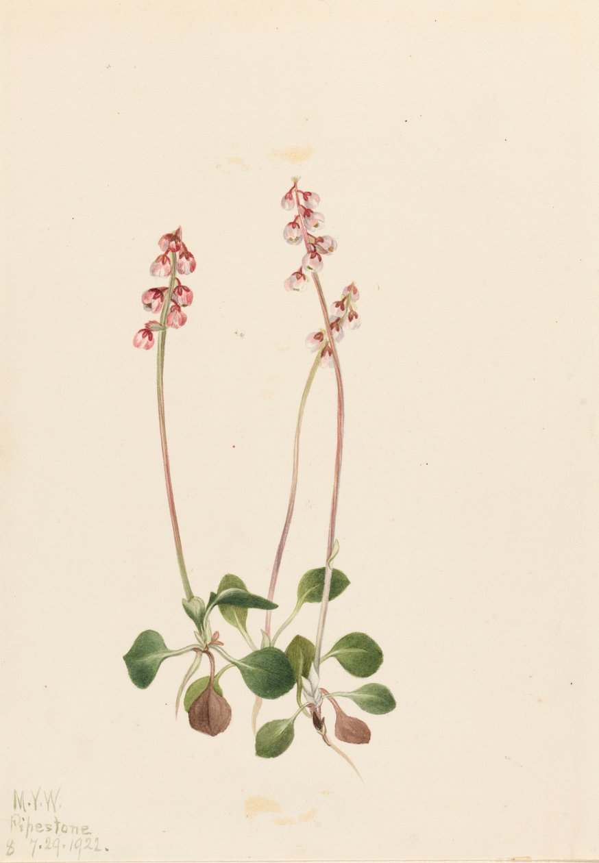 小Pyrola Pyrola minor Pyrola minor, 1922. 作者 玛丽·沃克斯·沃尔科特
