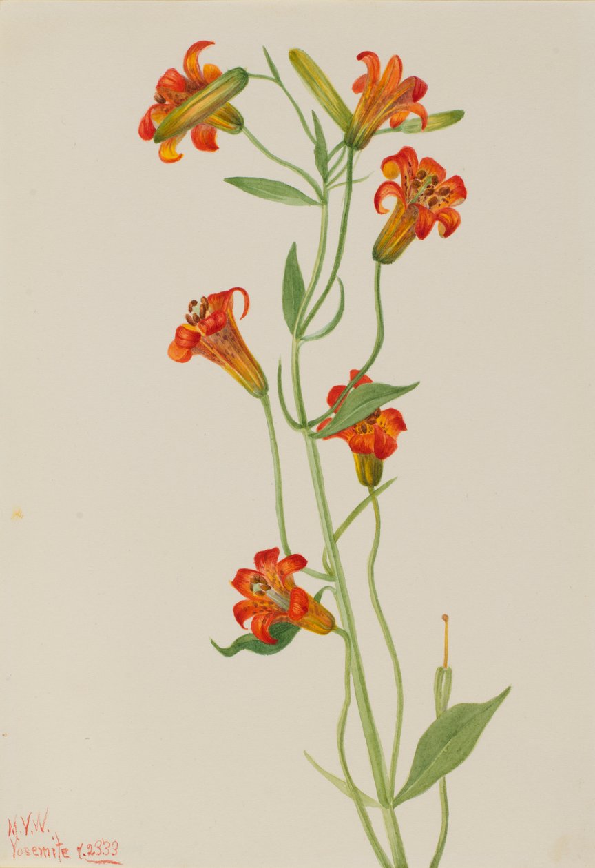 小虎百合（Lilium parvum） 作者 玛丽·沃克斯·沃尔科特