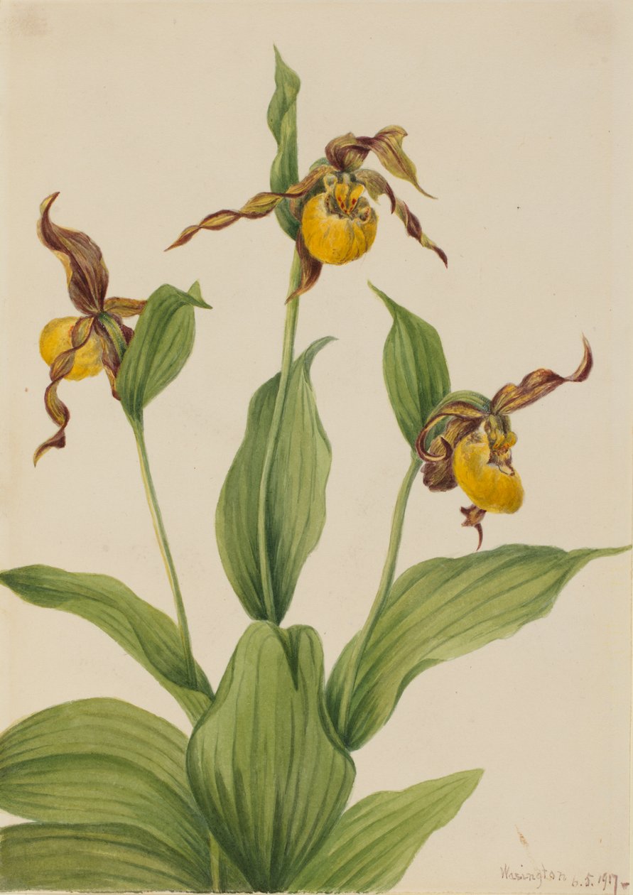 小黄瓢虫 Cypripedium parviflorum, 1917. 作者 玛丽·沃克斯·沃尔科特